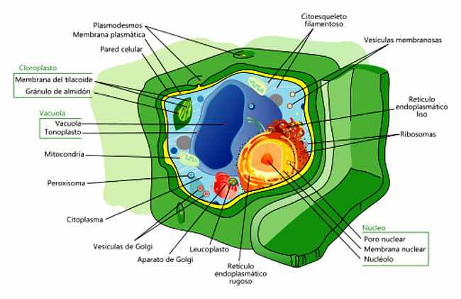 Featured image of post Celula Animal Y Vegetal Dibujo : Celula vegetala impartașește asemanari cu celula animala.